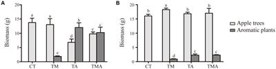 Hexose/pentose ratio in rhizosphere exudates-mediated soil eutrophic/oligotrophic bacteria regulates the growth pattern of host plant in young apple–aromatic plant intercropping systems